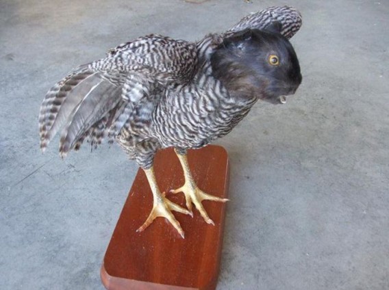 taxidermist_15_e