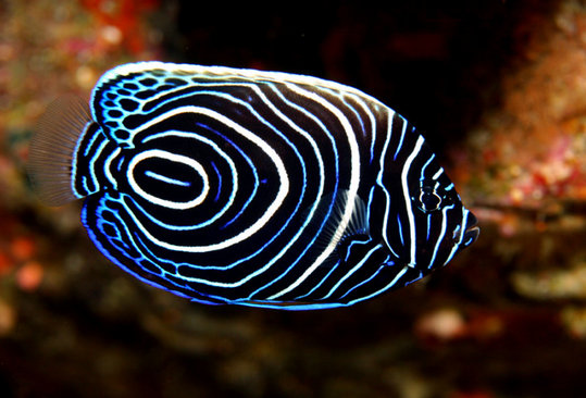 Juvenile-Emporer-Angel-Fish1
