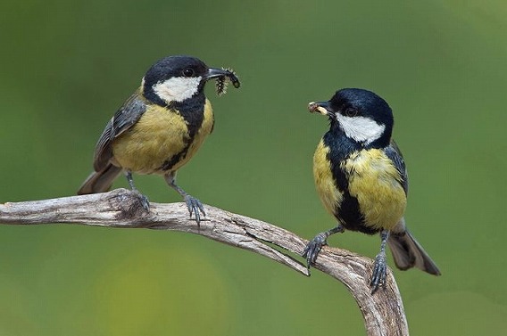 birds_37