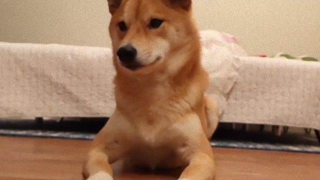 ドミノ倒しに参加してみた。柴犬の場合。