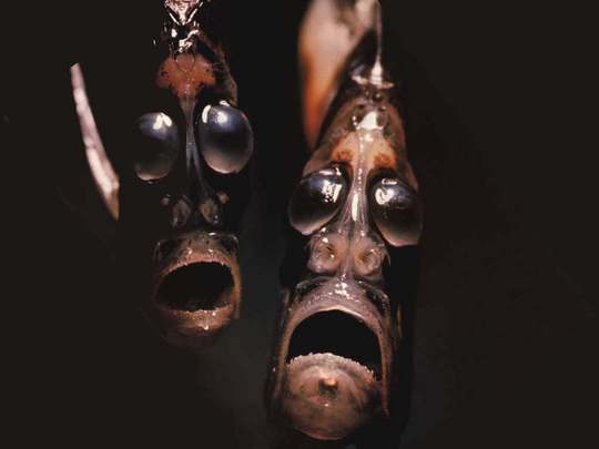 hatchetfish