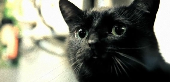 「シュレーディンガーの猫」実験を再現したら衝撃の結末が！ショートフィルム「シュレーディンガーの箱」