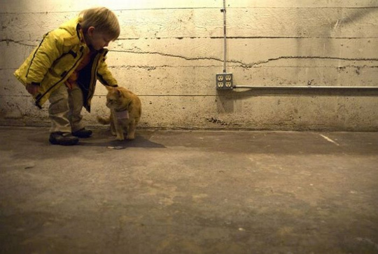 seeing_life_through_cats_eyes_63