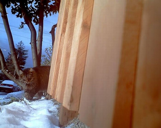 seeing_life_through_cats_eyes_72