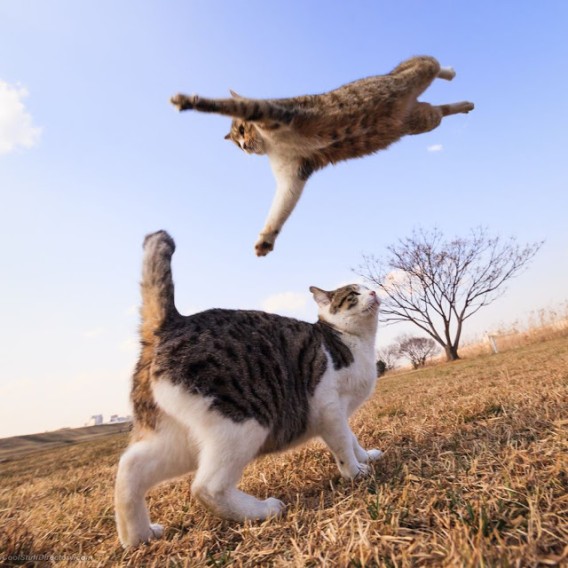 ミラクルシャッターチャンス！猫のおいしいところをすべて凝縮、超絶猫写真