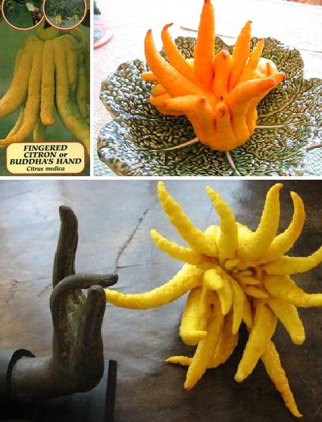 amazing_fruits_3