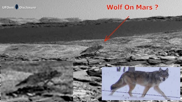 火星にオオカミがでたぞー！！ローバーがとらえた火星を歩く一匹狼？
