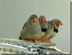 キンカチョウたちのエレキギター演奏