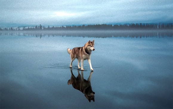 まるで水上散歩。凍った湖の上を歩く美しきシベリアンハスキー（ロシア）