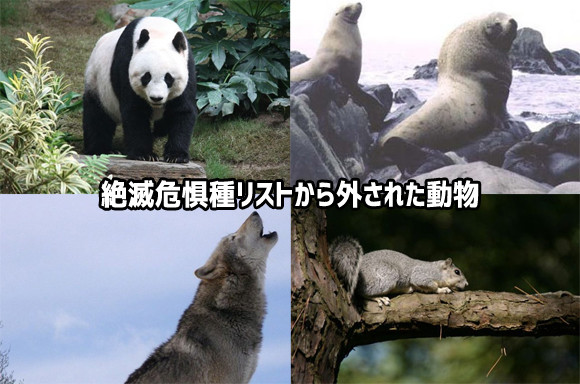 絶滅危惧種リストから外された10種の動物たち