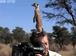 「隊長！ここなら敵軍の動きがばっちりです！」カメラマンの頭上で監視体制に入るミーアキャット