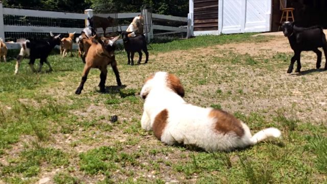 「仲良くしてね、いっしょに遊ぼ？」子ヤギたちとお友だちになりたいセントバーナードの子犬