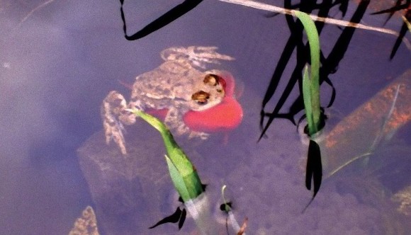 frog1