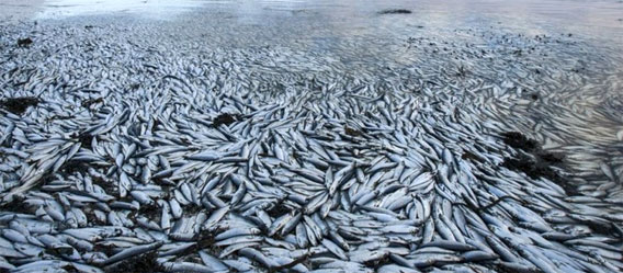 魚がカーペット状態に、アイスランドで2度目のニシン大量死