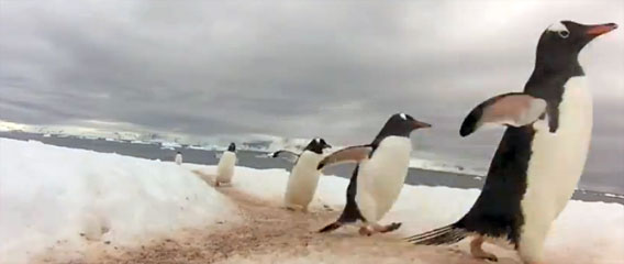 ペンギンたちが自らで作り上げた、南極ペンギン交差点