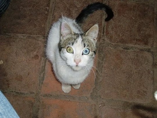 hybrid-animals-07