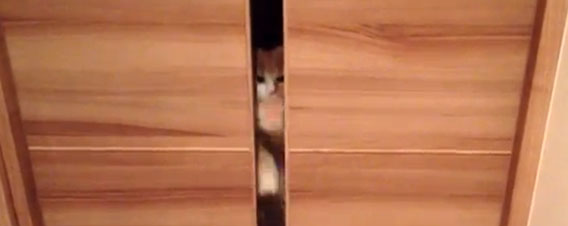 猫ホラー、戸棚の隙間からカリカリ、カリカリカリカリ・・・