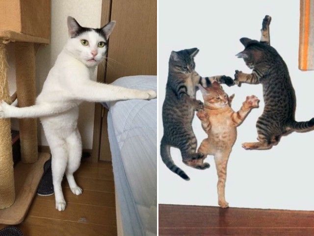 ninja-cat15_e
