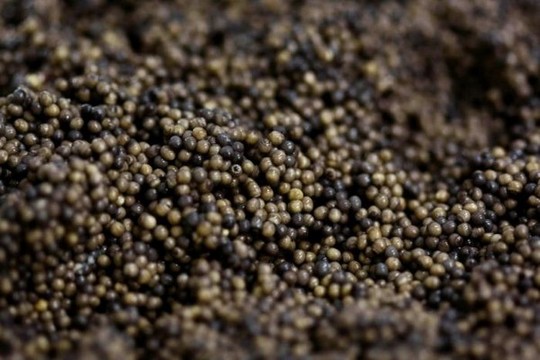 1258610567_how_black_caviar_is_made_05