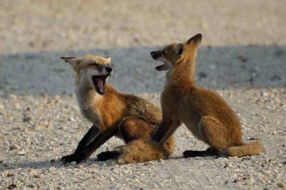 these_funny_animals_451_640_12
