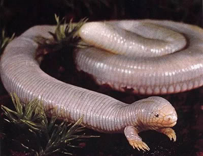 Ajolote