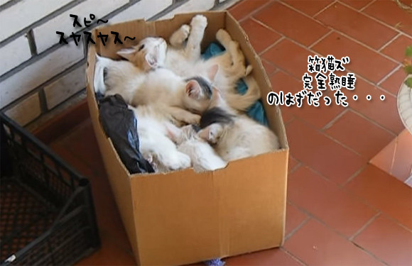 高密度で箱の中で眠る6匹の子猫。だがこの音を聞くと・・・