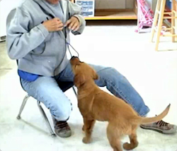 サーフ犬