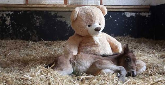 お母さんがいなくなっちゃったポニーの赤ちゃんの母親代わりは大きなクマのぬいぐるみ