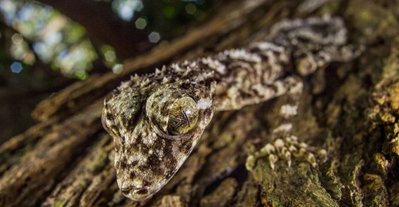 オーストラリアのロストワールドで新種発見。独特の造形をした愉快な仲間たち3種が発見される。