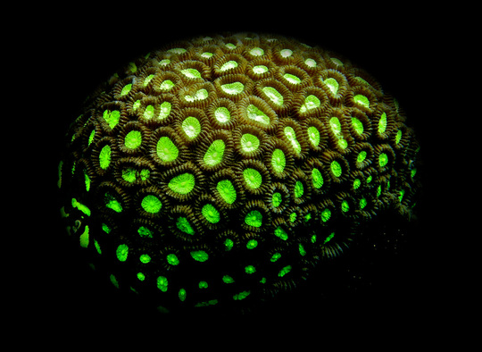 n04_00000004