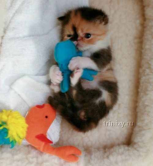 adorable_tiny_kitten_11
