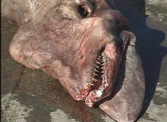 sharks_03