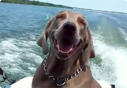 【動画】2011年 笑顔オブザイヤー、世界一笑顔がまぶしい犬