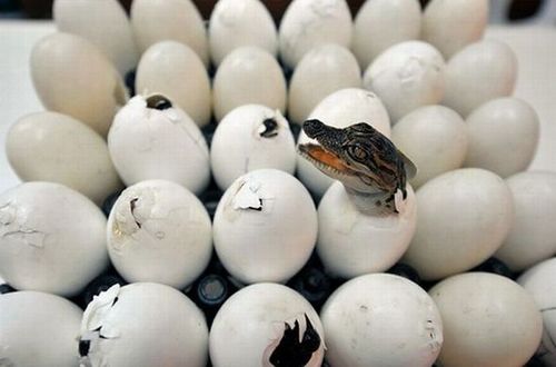 national_geographic_moments_34