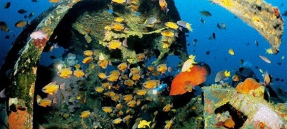 海の中にある車の墓場：海の中に沈んだ車はやがて魚たちの魚類の格好の住処となる。