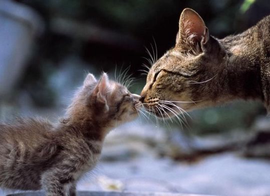 animals_77_04