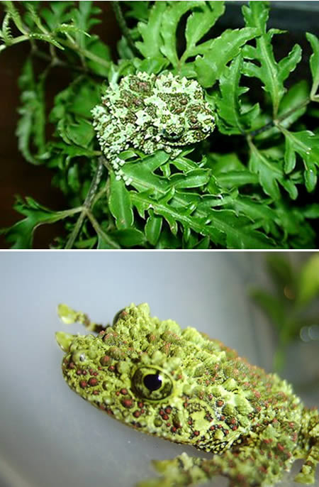 a96745_Vietnamese-frog1