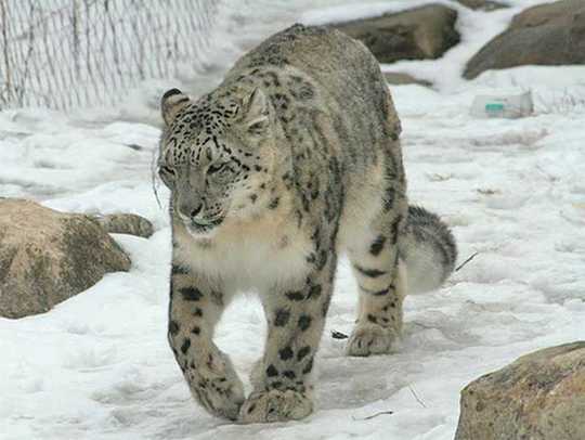 snow-leopard-