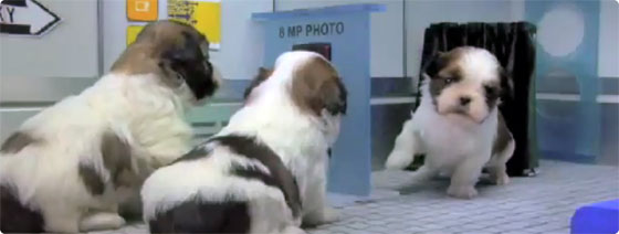 小動物が大集合してきゅっきゅ、きゅっきゅする映像