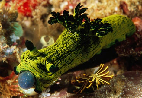 Nudibranch2