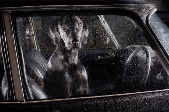 終わりの見えない不安感が彼らを襲う。車内に1匹で残された犬たちの表情がわかる写真