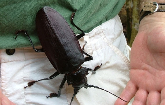 巨大昆虫ロマンシリーズ、成人男性の手のひらサイズに匹敵する世界最大のカミキリムシ「タイタンオオウスバカミキリ」