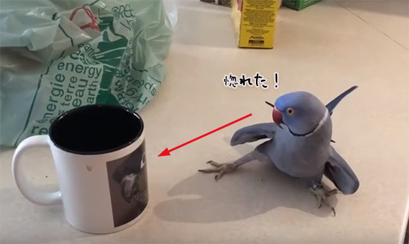 鳥がプリントされたマグカップを見たインコのときめきラブリーな行動にほんわかパッパ