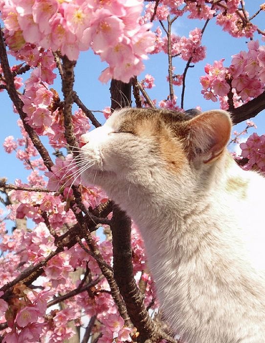 cherry_blossom_tree_cats_07