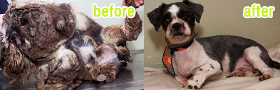 野良犬クリーンナップ大作戦、まさかの脱皮、大きさが半分に！