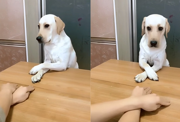 完コピじゃないですか！右・左・右・左。飼い主の手の動きを完全再現する犬