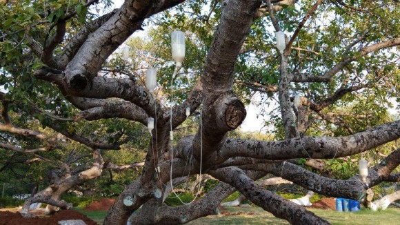 点滴で生き延びる樹齢700歳の巨木、ベンガルボダイジュ（インド）
