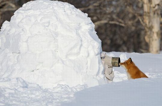 invisible_wildlife_photographer_01