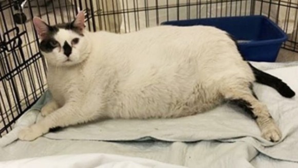 引っ越しでつれていけない。飼い主が保護施設に託したのは体重18.6キロの超ふとっちょ猫（アメリカ）