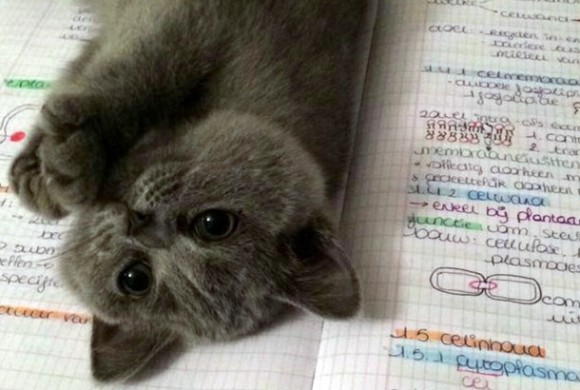 ページを開けば2秒で猫。勉強には断固介入する猫たちの面白画像